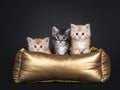 Five week old Maine Coon kittens on black background Royalty Free Stock Photo