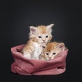 Five week old Maine Coon kittens on black background Royalty Free Stock Photo