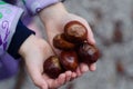 Five wet chestnuts in hands Royalty Free Stock Photo