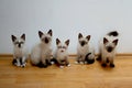 Five white Burmese cat chicks Royalty Free Stock Photo