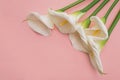Five white calla lilly flowers on pink background. Top view.
