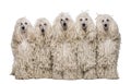 Five White Corded standard Poodles sitting Royalty Free Stock Photo