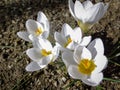 Five white crocuses Ard Schenk on a natural background of brown forest land. Selective focus. Royalty Free Stock Photo