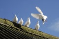 Five White Doves Royalty Free Stock Photo