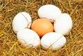 Five white eggs and one yellow egg Royalty Free Stock Photo