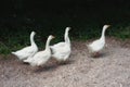 Five white geese waddle along the country road