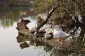 Five white and gray gooses rest on top of a tree trunk and float in the river Royalty Free Stock Photo