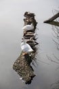 Five white and gray gooses rest on top of a tree trunk floating in the river Royalty Free Stock Photo
