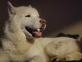 Five White Huskies puppy love Royalty Free Stock Photo