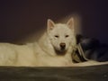 Five White Huskies puppy love Royalty Free Stock Photo