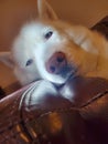 Five White Huskies puppy love Royalty Free Stock Photo