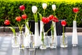 White vases and small transparent glass vases with red and white tulips for decoration on a table.