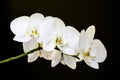 Five white orchids Royalty Free Stock Photo