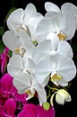 Five White Orchids Against a Dark Background Royalty Free Stock Photo