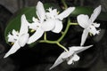 Five white orchids Royalty Free Stock Photo