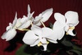 Five white orchids Royalty Free Stock Photo