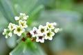 Alyssum plants in white color having 5 pedals each one Royalty Free Stock Photo