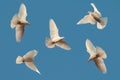 Five white pigeons fly in the sky