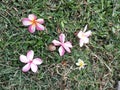 five white pink and yellow Plumeria flowers fallen on dried green grass floor Royalty Free Stock Photo