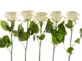 Five white roses