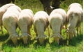 Five white and wooly sheep grazing in a meadow, front view Royalty Free Stock Photo