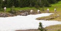 wild big horn sheep Royalty Free Stock Photo