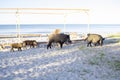 Wild pigs with piglets walk on sea beach sands Royalty Free Stock Photo