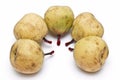 Five winter pears isolated. Royalty Free Stock Photo
