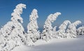 Five Winter Trees on the Brocken