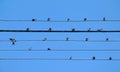Five wires of powerline create stave with swallows as notes