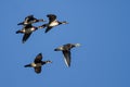 Five Wood Ducks Flying in a Blue Sky