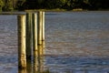 Five wooden posts in a lake Royalty Free Stock Photo