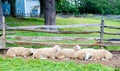 Five wooly adult sheep resting against a wood fence