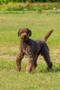 Five year old brown male barbet or French water dog