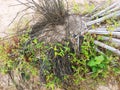 five-year-old oil palm roots