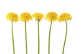 Five yellow dandelion