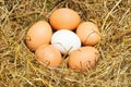 Five yellow eggs Royalty Free Stock Photo