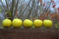 Five yellow-green wild autumn apples. Royalty Free Stock Photo