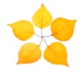 Five yellow leaf placed like a pentactinal star