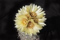 Five Yellow Sea Urchin Coryphantha radians Cactus Flowers Royalty Free Stock Photo