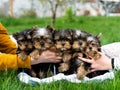 Five Yorkshire Terrier Puppies Sitting in a white wicker basket on Green Grass. A Group of cute Puppies Dogs Royalty Free Stock Photo