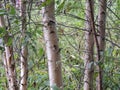 Five young birch trunks on a green background Royalty Free Stock Photo