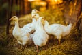 Five young goose together sit in the grass Royalty Free Stock Photo