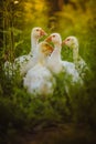 Five young goose together sit in the grass Royalty Free Stock Photo