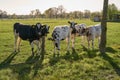 Five young Holstein cows on a pasture in sunlight