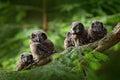 Five young owls. Small bird Boreal owl, Aegolius funereus, sitting on the tree branch in green forest background, young, baby, cub Royalty Free Stock Photo