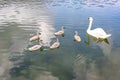 Five young swans swimming calmly next to adult white swan mother on the Echternach lake Royalty Free Stock Photo