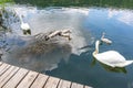 Five young swans swimming peacefully between two adult swans Royalty Free Stock Photo