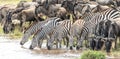 Five zebra drinking water standing in the Mara River in between herd of wildebeest in Masai Mara Kenya