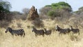 Five Zebra`s with termite mound in background